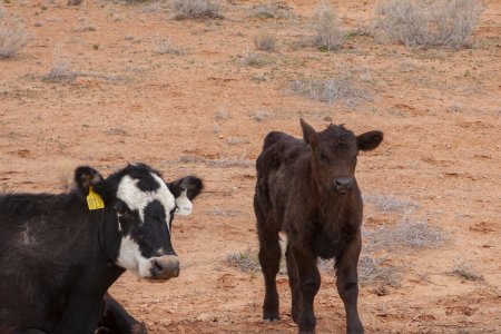 Vee loopt hier vrij rond, dus ook over de wegen, inclusief paarden